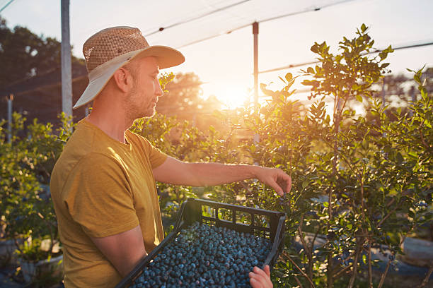 istock Farmer picking fresh blueberries on a farm. 2208068760