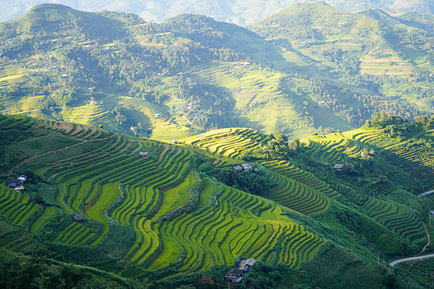 Terraced rice paddies on steep hills along the Ha Giang Loop in Vietnam. The lush green fields curve across the mountainside, with the rugged terrain creating a striking contrast. The scene captures the beauty of rural farming life in this remote, mountainous region.