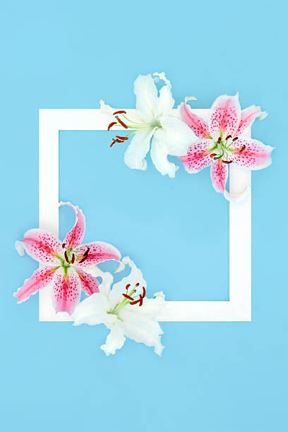 istock Pink White Lily Flower Background Border Floral Frame 2208070535