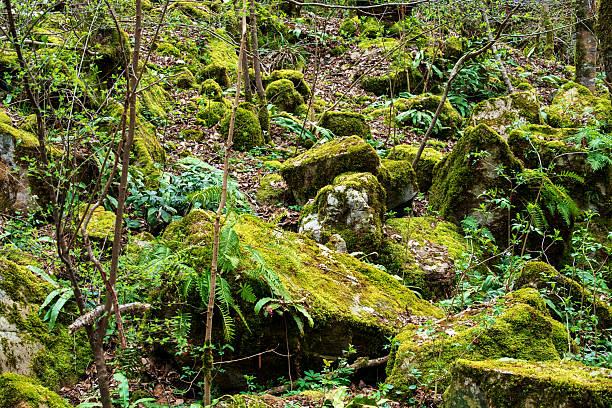 Rocks covered with green moss in a subtropical forest