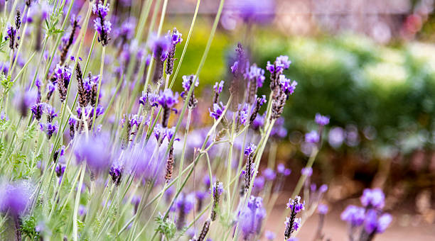 istock Lavender flowers blossoming in the park 2208072465