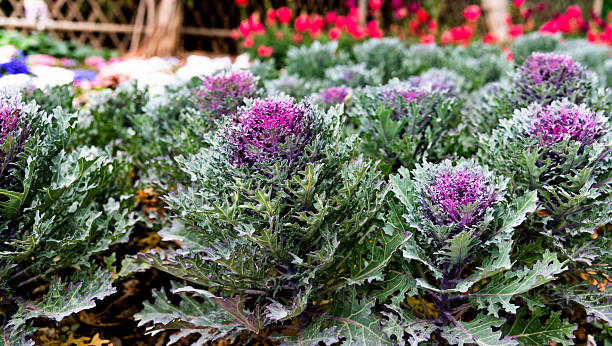 Rosette of decorative inedible pink and white cabbage with wavy edges.