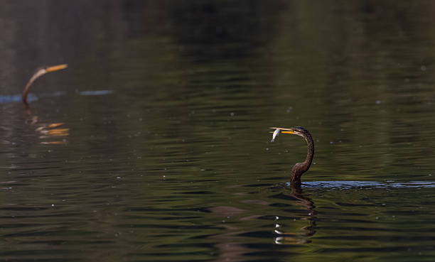 istock Oriental darter fishing in forest 2208073870