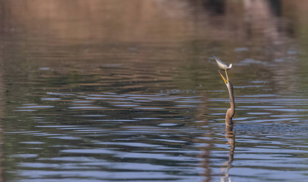 istock Oriental darter fishing in forest 2208075099