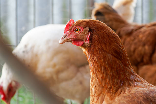 istock Red hens in a chicken coop, traditional poultry farming 2208076398