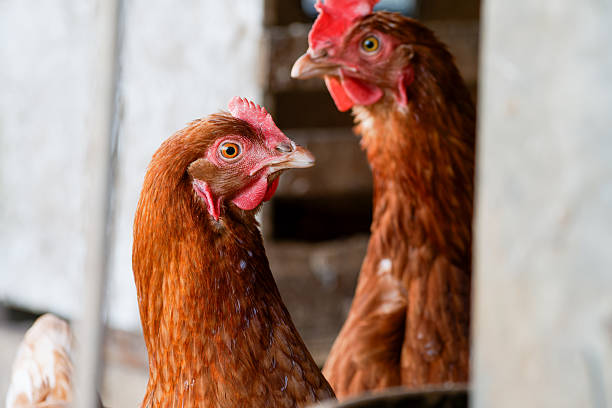istock Red hens in a chicken coop, traditional poultry farming 2208076403