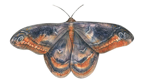 istock Mystical watercolor moth illustration with cosmic textures and dreamlike details. Ethereal and surreal, perfect for prints, decor, book covers, and digital projects. 2208076657