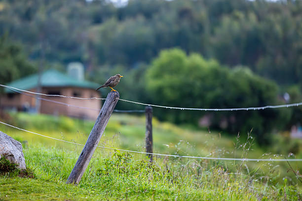 close up of bird