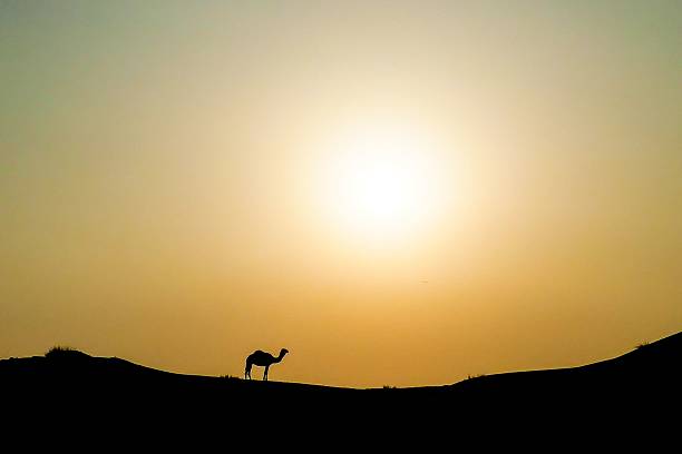 Silhouette of a camel walking on a sand dune under a bright sun in a desert landscape.