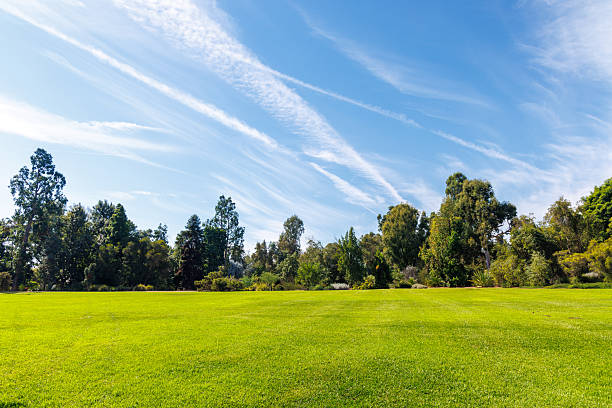istock A vast green grass meadow stretching towards the horizon with a trees 2208079765