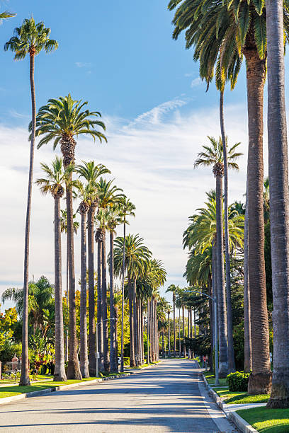 istock Iconic Beverly Hills street lined with towering palm trees under a bright sunny sky 2208079884