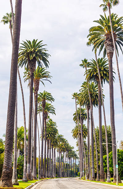 istock Iconic Beverly Hills street lined with towering palm trees under a bright sunny sky 2208079908