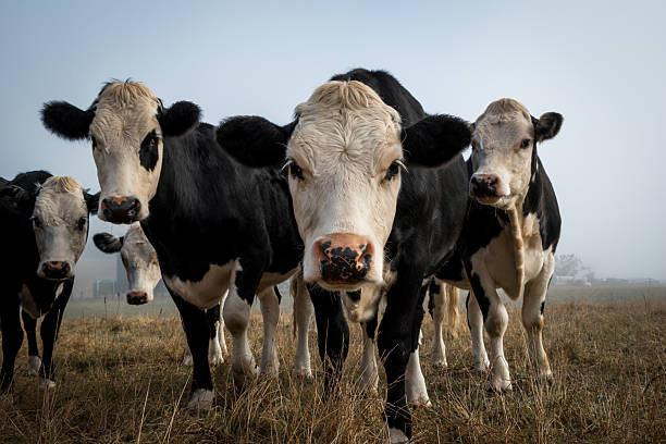 istock white face dairy cross beef cattle in dry brown paddock during drought 2208079975