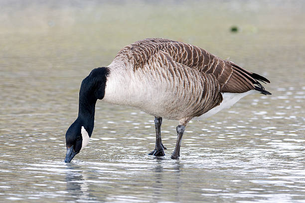istock Canada goose (Branta canadensis) walking through water in Bois de Vincennes, Paris 2208080025