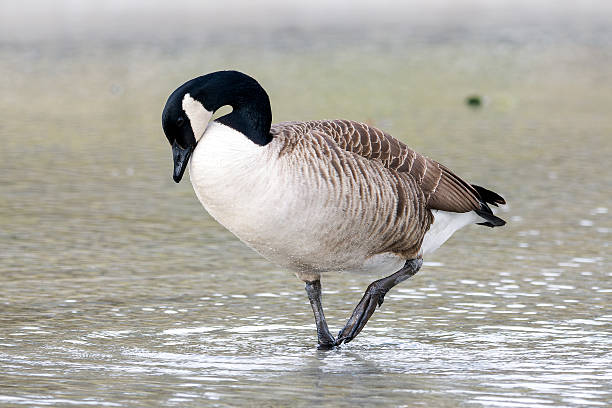 istock Canada goose (Branta canadensis) walking through water in Bois de Vincennes, Paris 2208080027