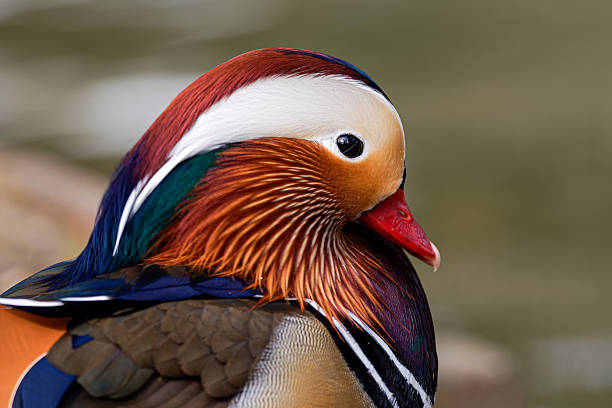 istock Male Mallard duck (Anas platyrhynchos) standing by the water's edge 2208080079