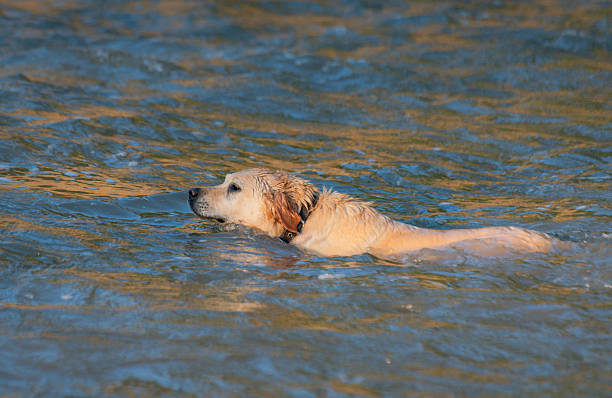 Domestic dog swims in a mountain river