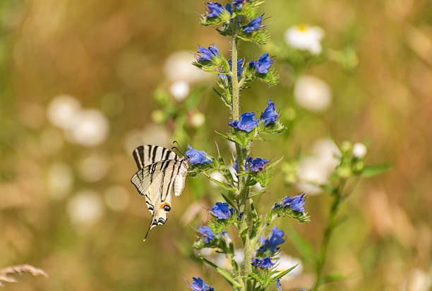 INSECTS- Monaco- Extreme close up of a beautifully striped Scarce Swallowtail butterfly.  Note the ample copy space.