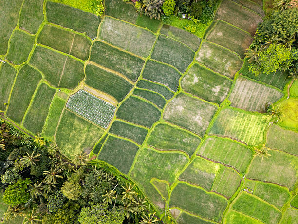 istock Rice fields of Bali, top view. 2208084638