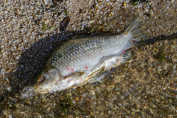 istock Dead fish in a pond, an environmental disaster.Environmental pollution.Environmental issues. 2208084779