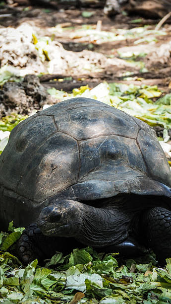 istock Giant tortoise on Prison Island in Zanzibar 2208085471