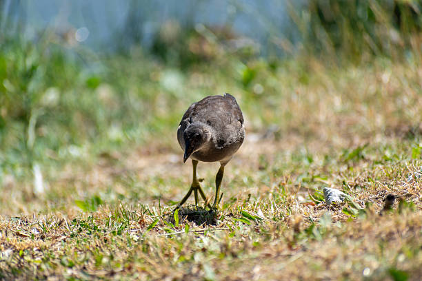 istock Coot in the public park 2208085541