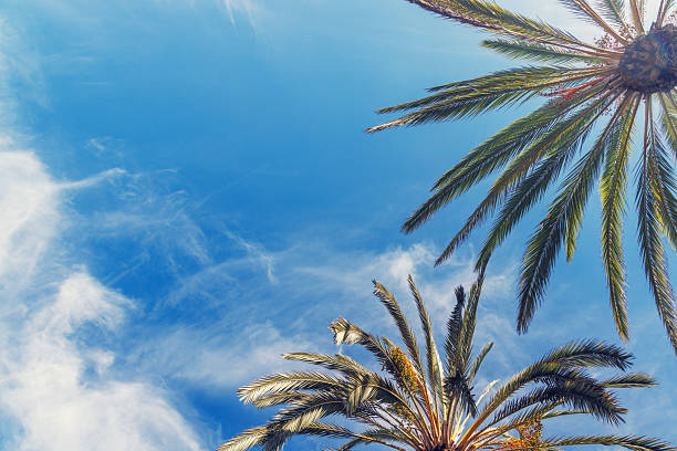 istock Tall, vibrant palm trees reaching towards a clear blue sunny sky 2208086679