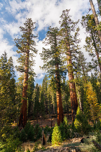 istock Giant Sequoia Trees in Sequoia National Park 2208086969