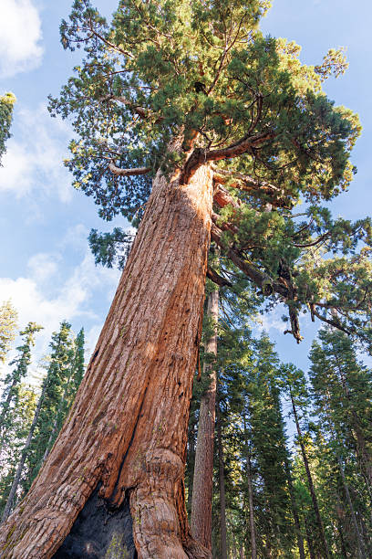 istock Giant Sequoia Trees in Sequoia National Park 2208086984