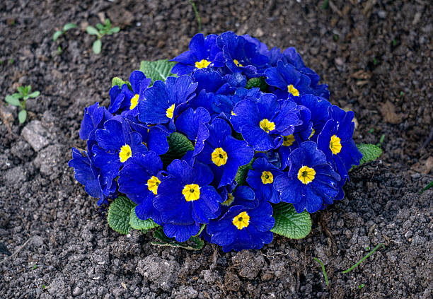 Primrose flowers with bright blue flowers that bloom in early spring