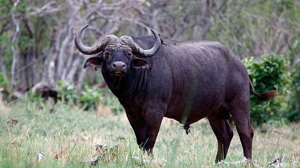 istock Buffalo in the Okavango Delta 2208087890