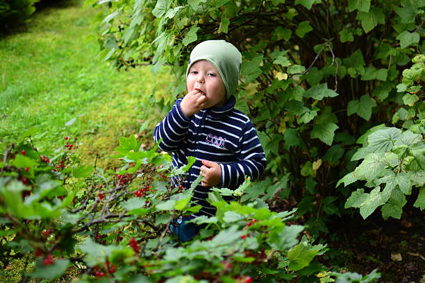 Toddler boy eats red currants from the bush. Kid is standing behind the bush and eating berries. Child tastes berries from the bush.
