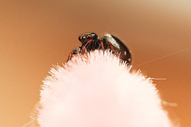 istock Phidippus regius L3 spider (baby, third molt) on a natural background 2208089756