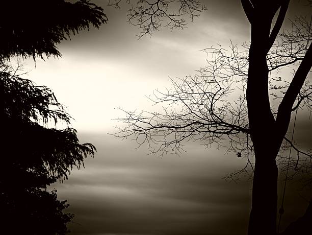 Silhouette of bare trees against a cloudy, sepia-toned sky, creating a moody and atmospheric scene.