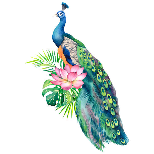istock Peacock and lotus flower. Hand-painted watercolor painting on a white background. Botanical illustration of monstera, palm branches and lotus. Chinese, Japanese, Indian ornaments. Zen design. 2208090762