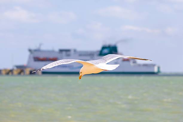 A seagull in flight over a calm sea with a ferry in the background on a sunny day.
