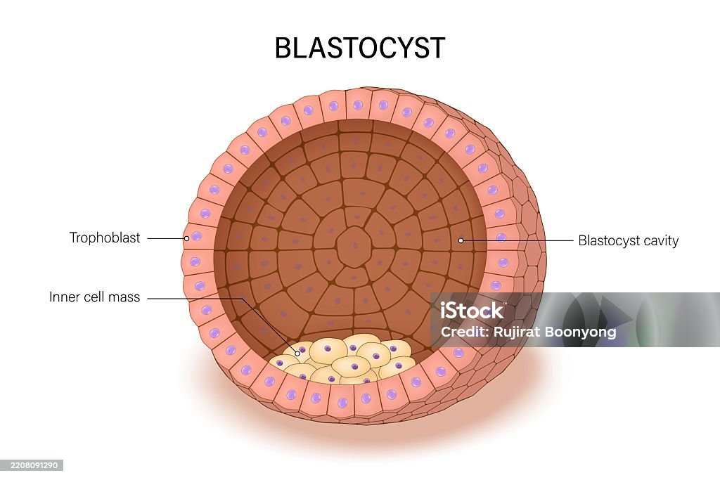 Blasticito Blastocyst The Components Of A Blastocyst Include The Trophoblast And ...