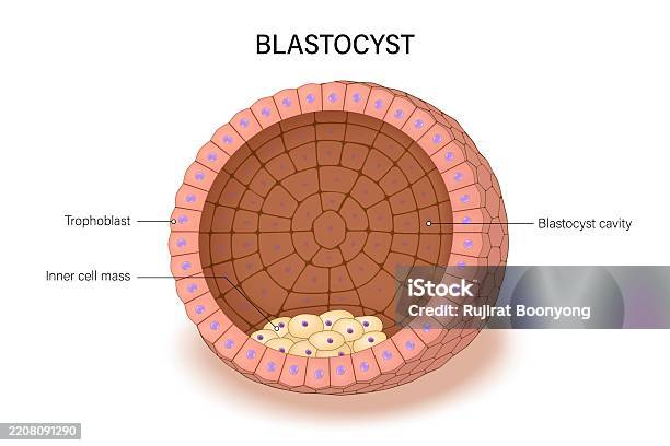 Blasticito Blastocyst The Components Of A Blastocyst Include The Trophoblast And ...