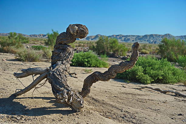 Altyn Emel National Nature Park.