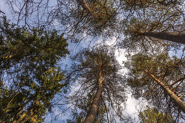 istock Tall pine trees against a blue sky from below. Low angle view nature photography 2208093945