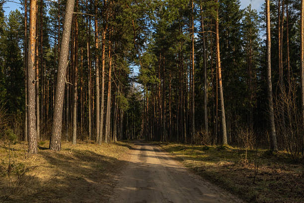 istock Dirt road through the forest in sunny day in spring. 2208093952