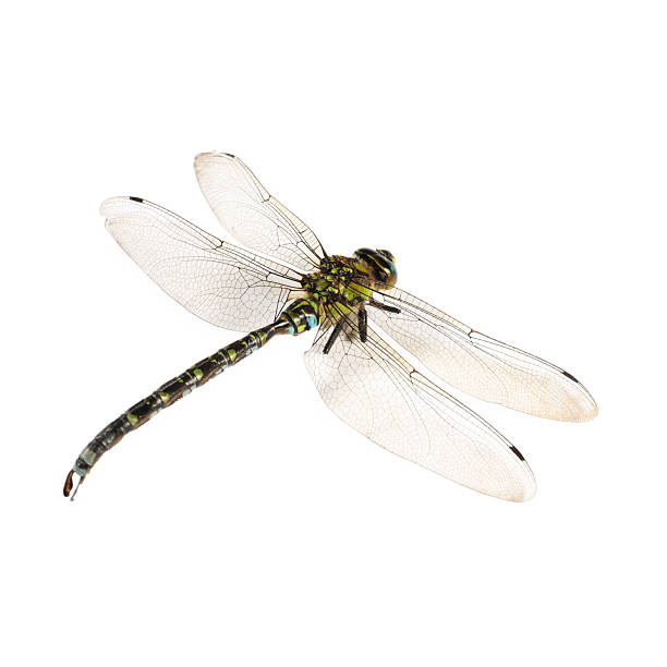 istock One dragonfly isolated on white. Beautiful insect 2208094328