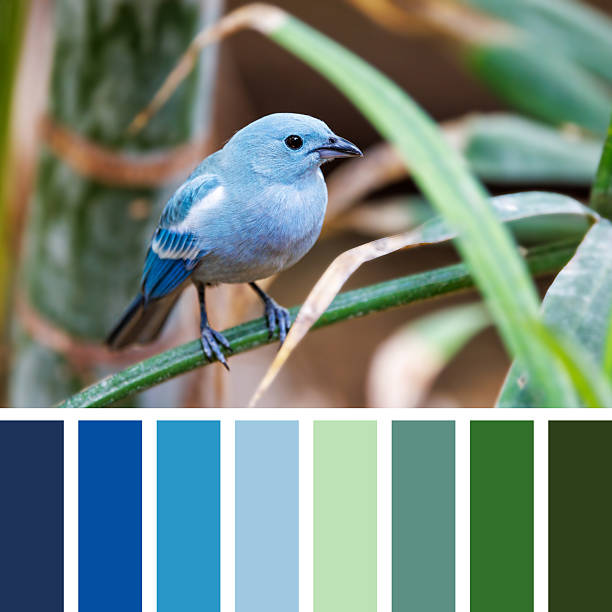 istock A blue-gray tanager, Thraupis episcopus, perched on a branch with a lush foliage background. In a colour palette with complimentary colour swatches. 2208094474