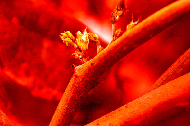 Pear blossom buds
