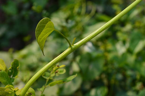 istock Fresh Green Leaves Close-Up with Sharp Details and Natural Patterns 2208095164