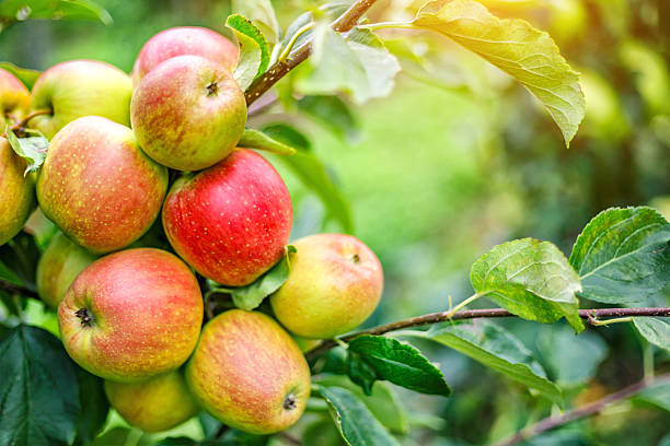 istock Red apples on a tree.Ripe Apples in the Apple Orchard before Harvesting. Apple orchard. Basket of Apples.Morning shot 2208095242