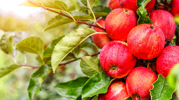 istock Red apples on a tree.Ripe Apples in the Apple Orchard before Harvesting. Apple orchard. Basket of Apples.Morning shot 2208095269