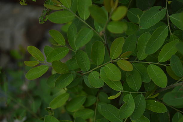 istock Macro Close-Up of Leafs. Detailed Green Foliage with Delicate Vascular Patterns and Sunlit Translucency 2208095541