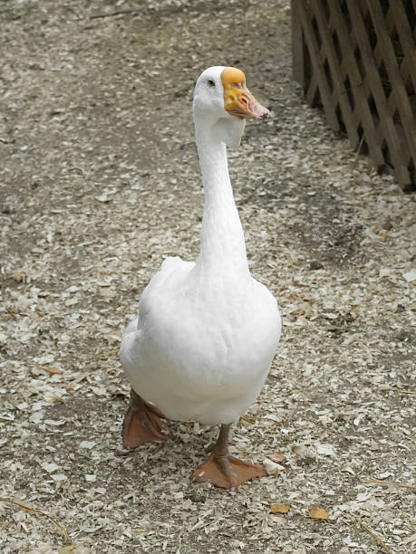 istock White goose with an orange beak standing in a farm, showing its elegant posture and observing the surrounding environment. Vertical photo 2208095682