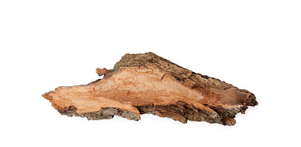 istock One piece of tree bark isolated on white, top view 2208095758